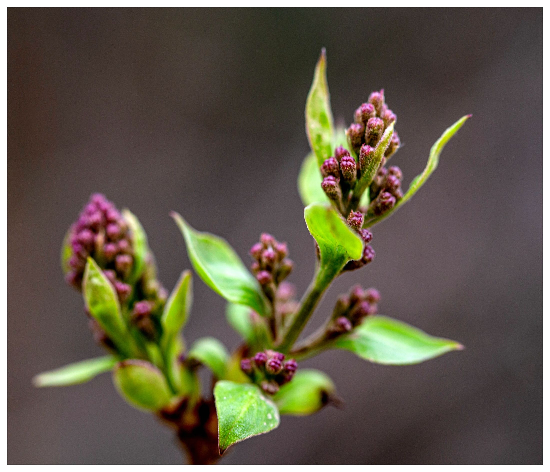 【Ⅴv首发】金银忍冬花蕾簇拥枝头