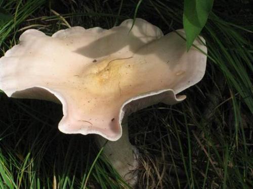 花脸蘑菇图片来源网络