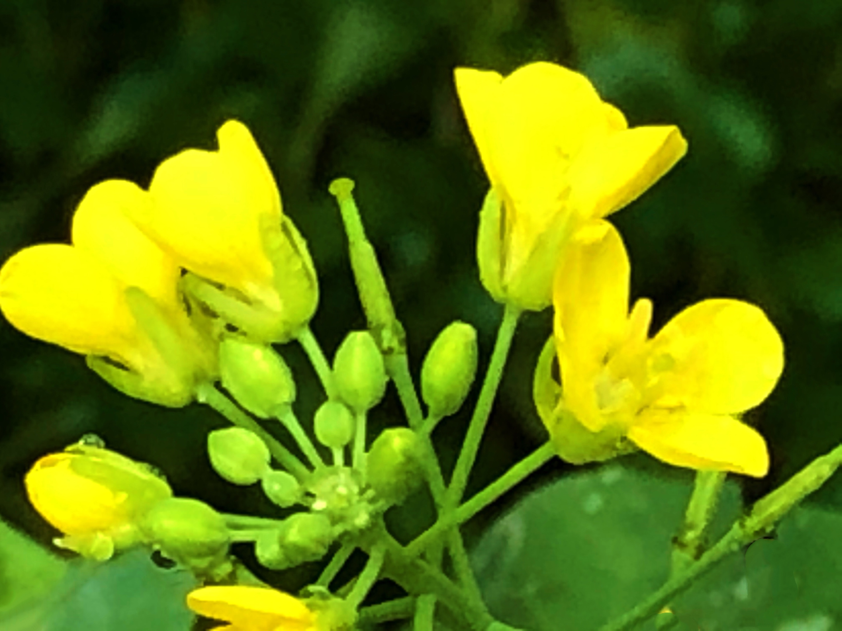 白菜花也美美噠