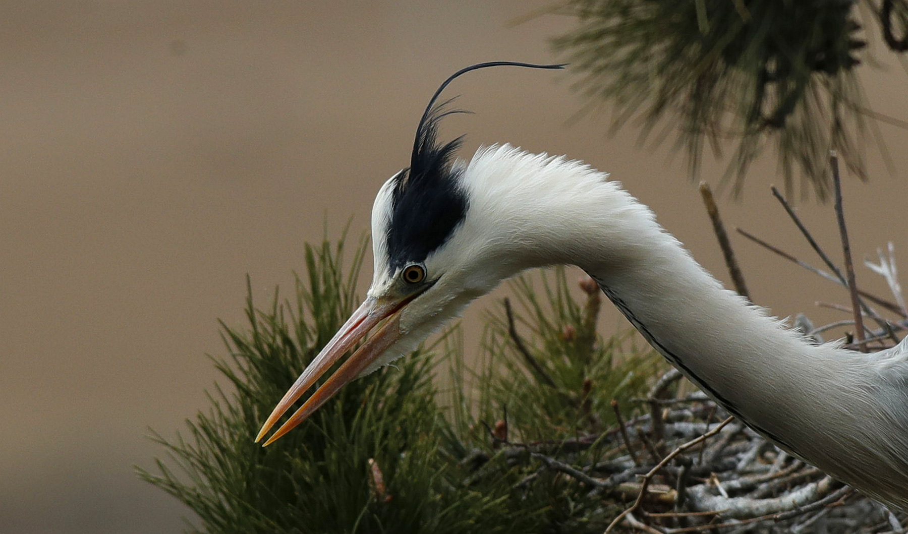 【首发】一撮儿毛