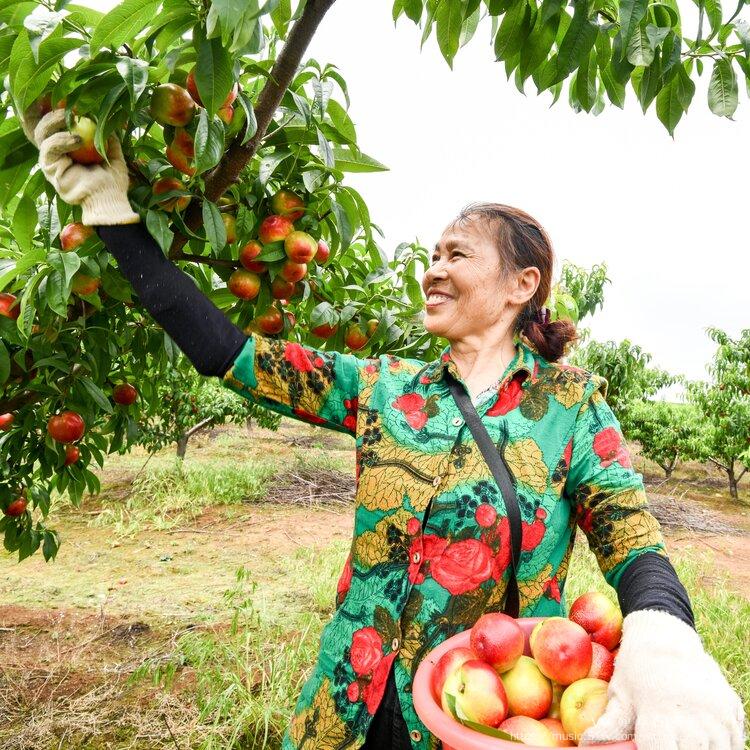 枣阳甜油桃湖北省枣阳市是中国桃之乡,境内有三十万亩优质桃基地.