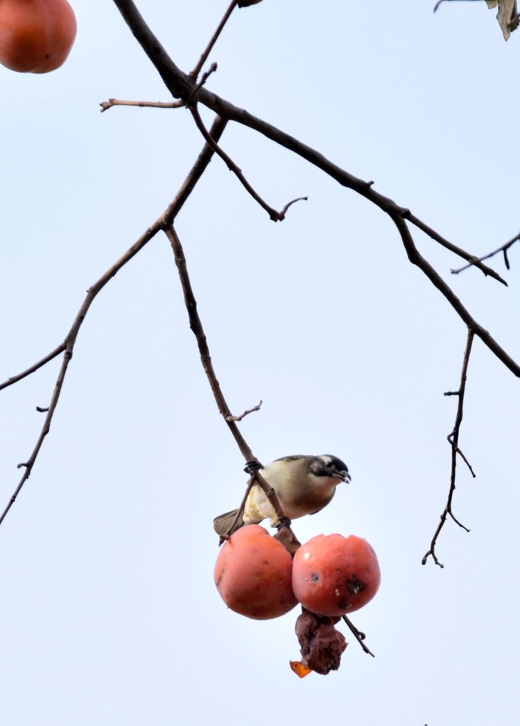 喜鹊与柿子寓意"喜鹊登枝,喜柿连连",美好的开始
