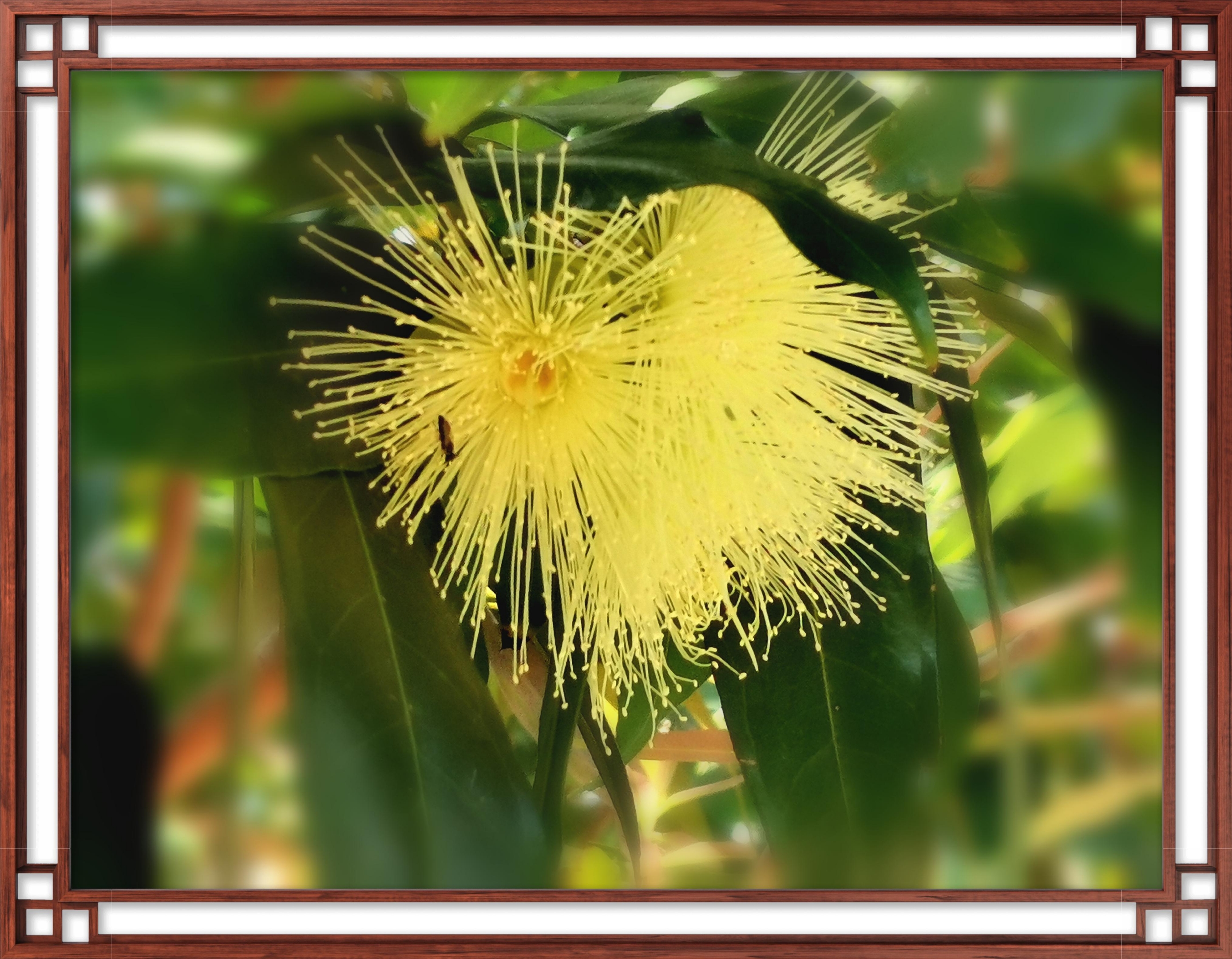 【首发】水蒲桃