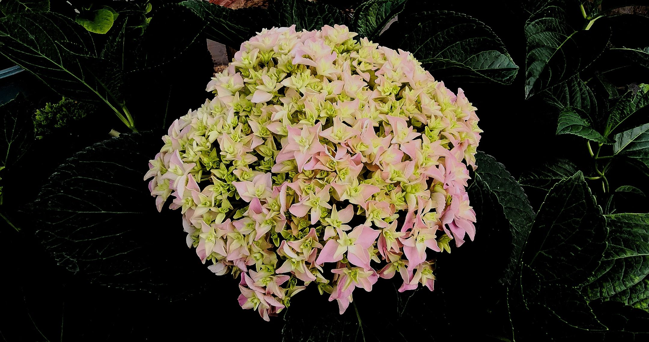 绣球花【原创】