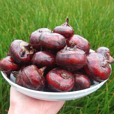 上海松江特色小吃一一地栗球