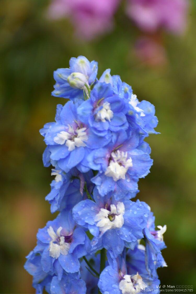 首发有一种蓝叫飞燕草蓝