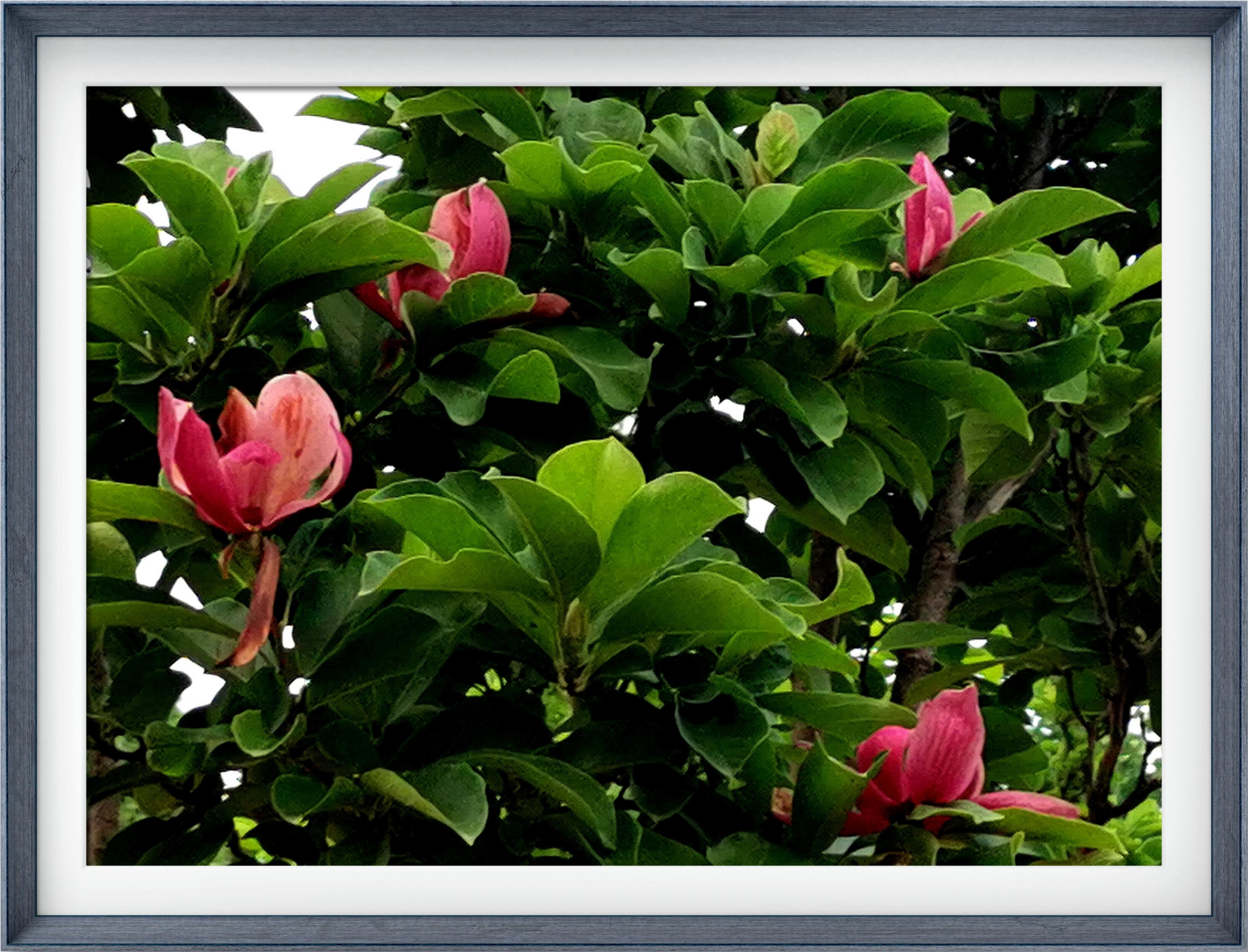 【首发】二乔玉兰花