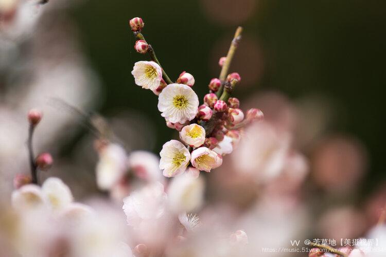 《梅花-王安石墙角数枝梅,凌寒独自开.遥知不是雪,为有暗香来.