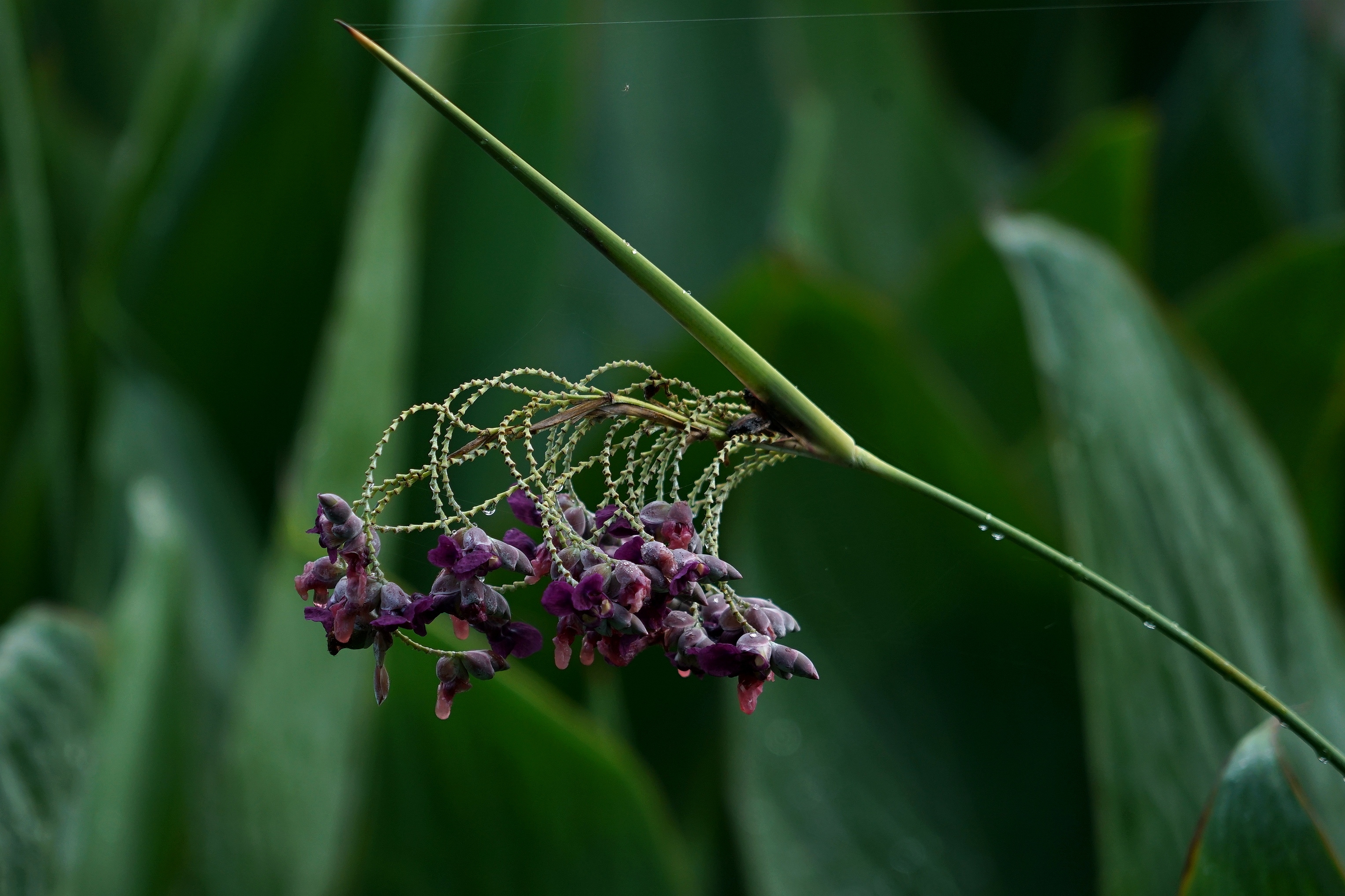 清新可人再力花