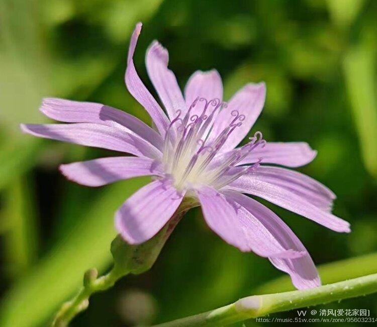 微拍紫色小苦菊vv首发