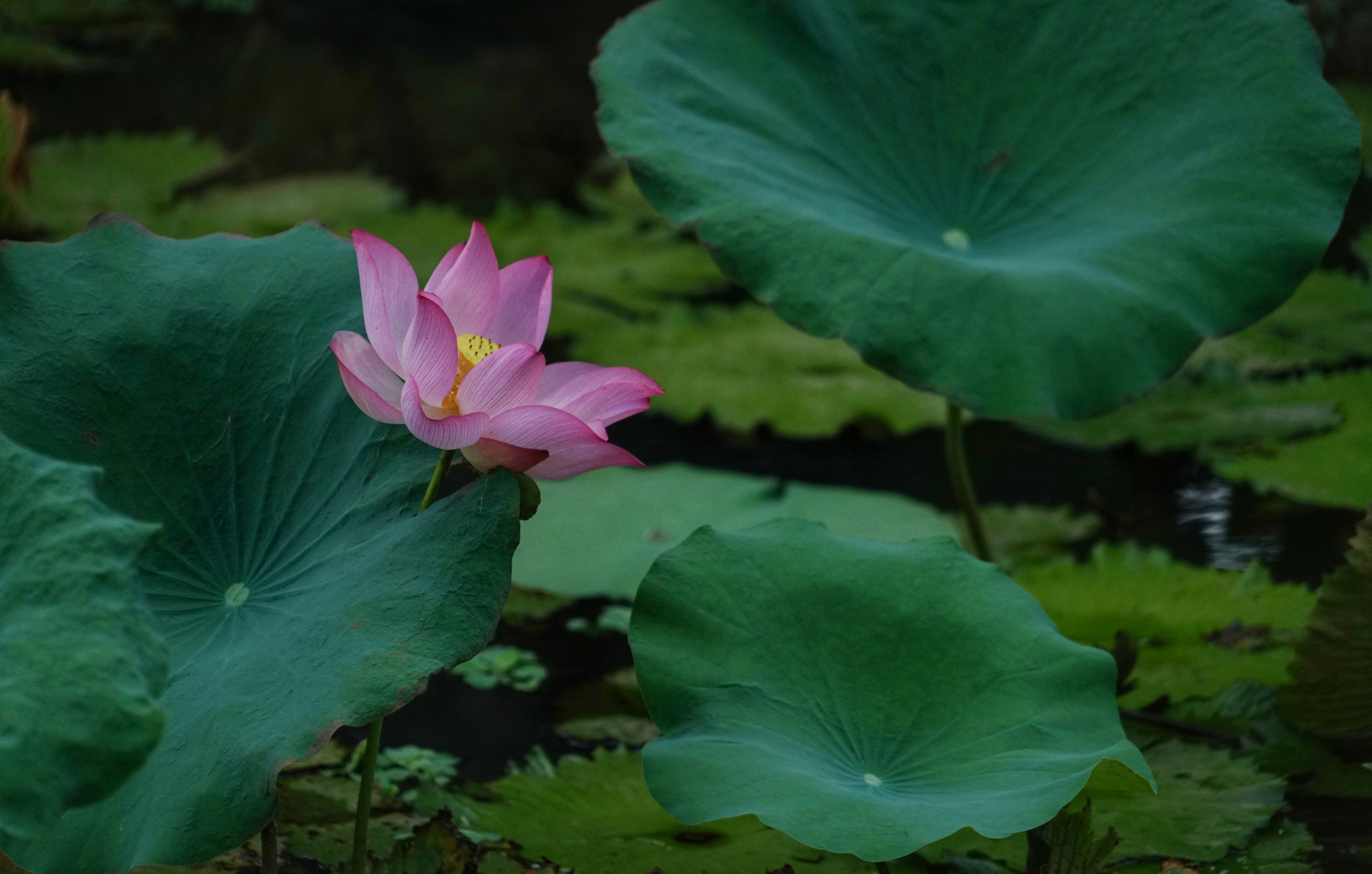 芙蓉照水弄娇斜