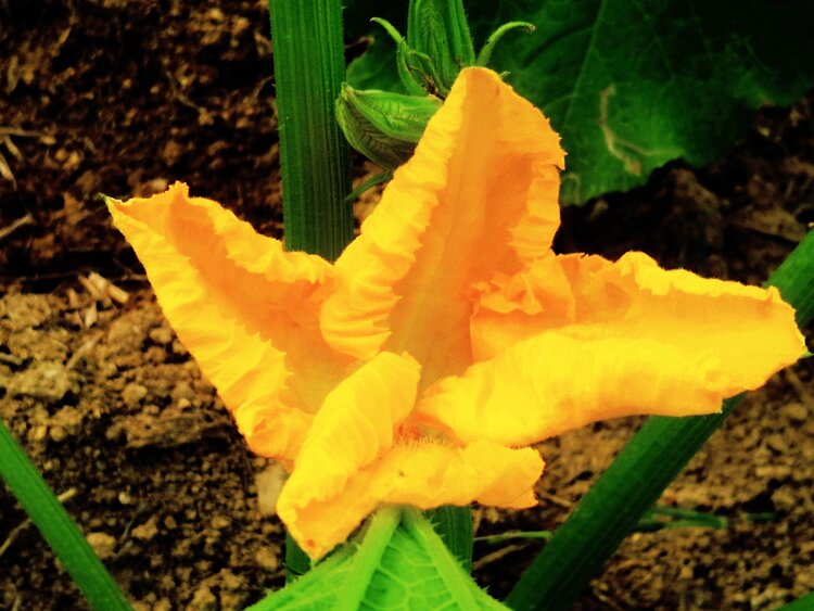 原创首发西葫芦花