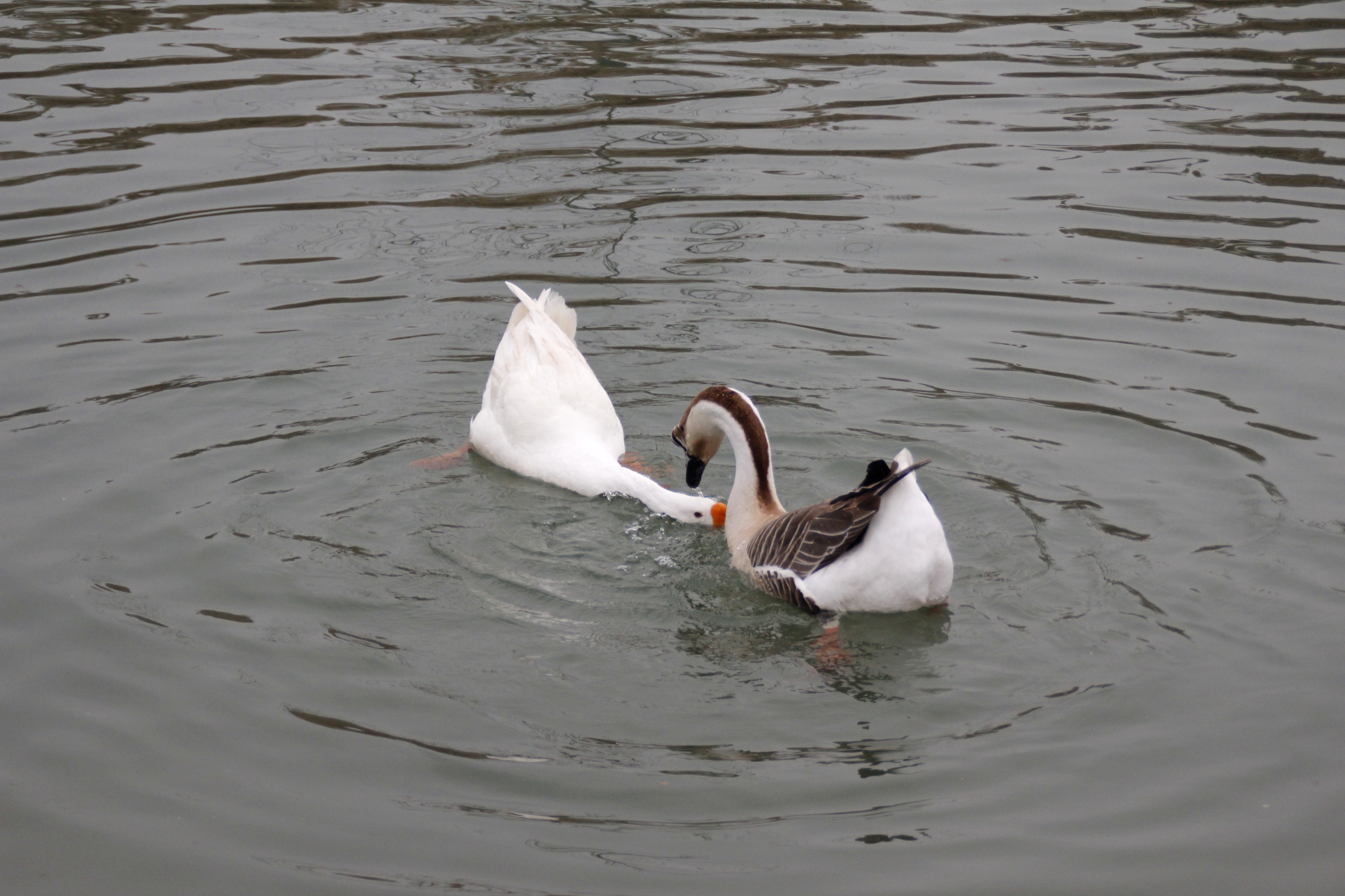 【首发】瞧瞧这两只鹅