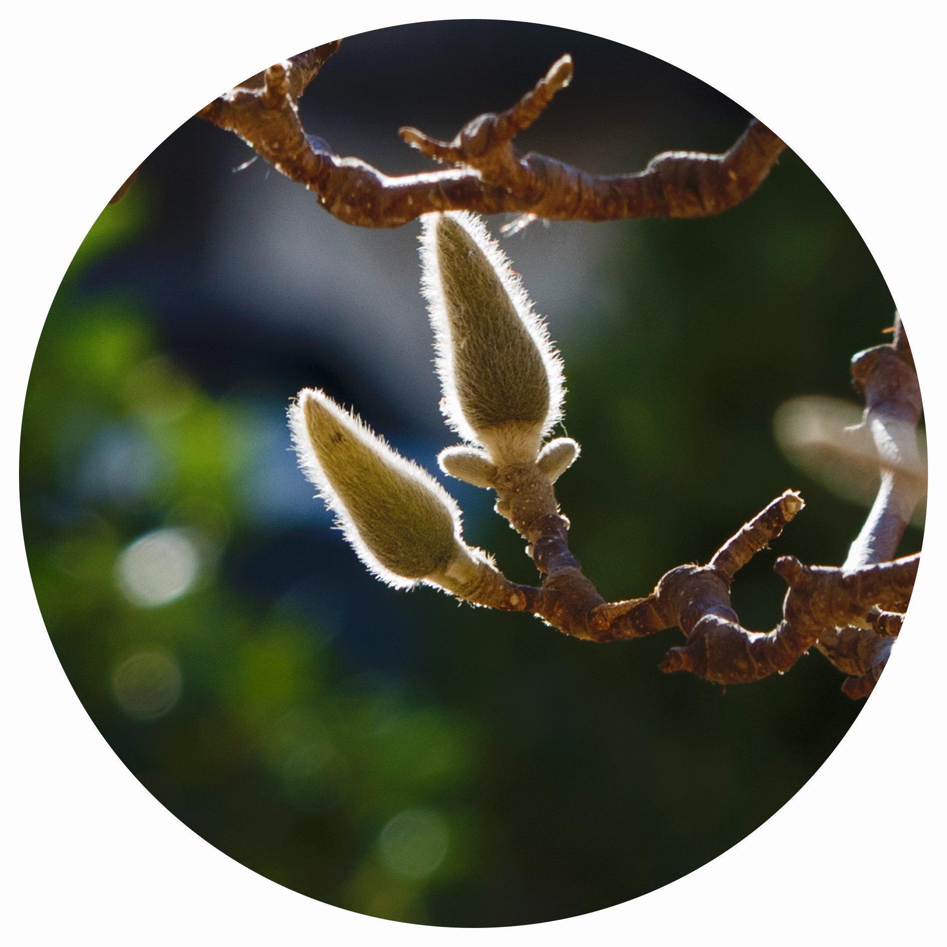 【首发】光影下·含苞待放的花蕾