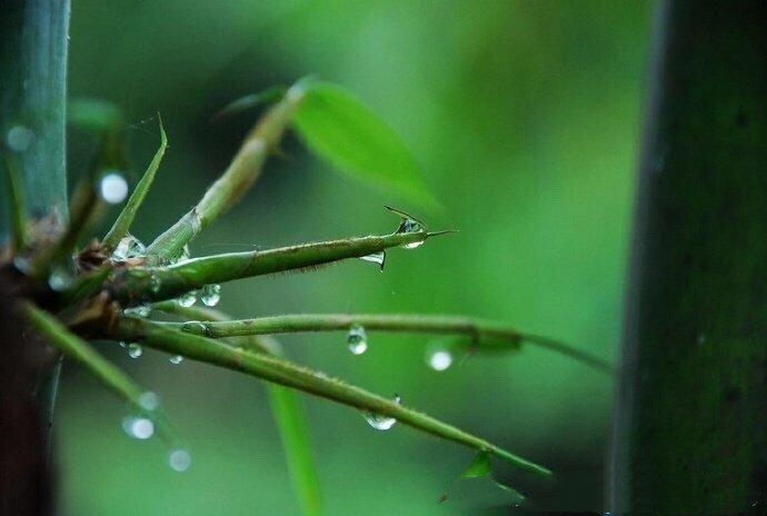 【西窗私语静竹清幽】首发