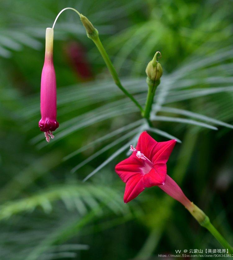 茑萝【五星花】