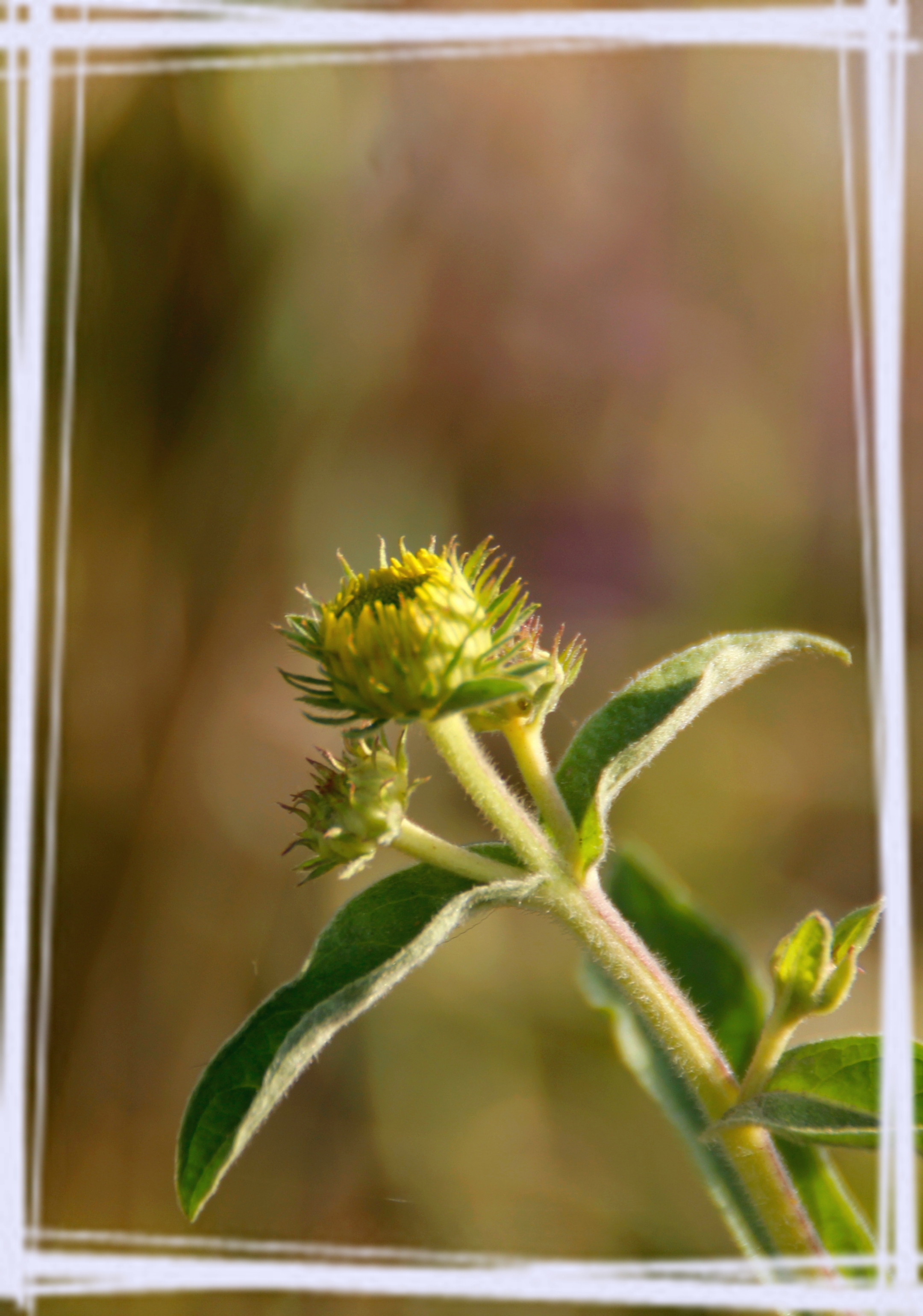 【首发】旋覆花