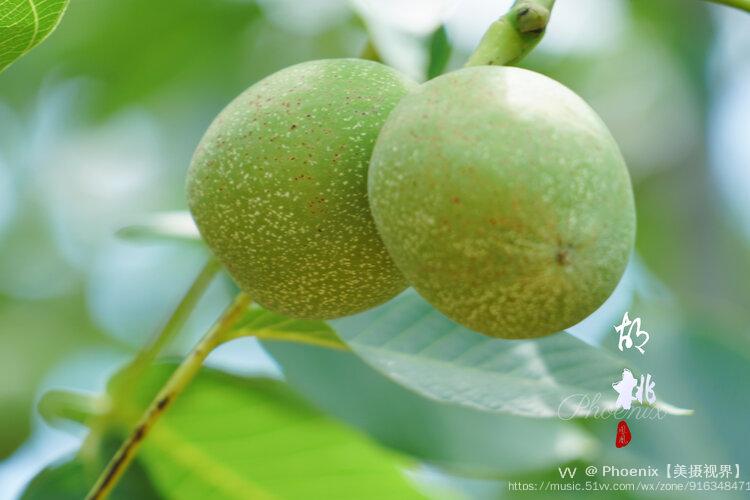 盛夏的果实青涩的胡桃首发
