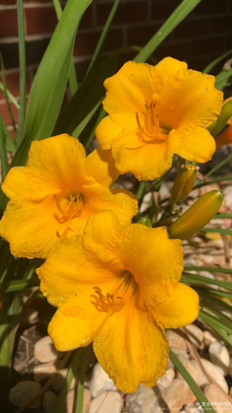 萱草花 日本原版图片