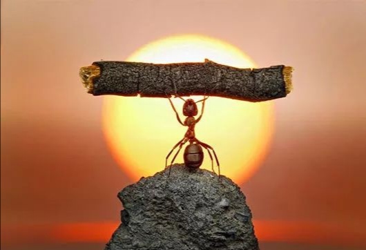 小小身躯的蚂蚁,有强大的内心,蚂蚁勇敢坚强,有励志向上的力量,是我们