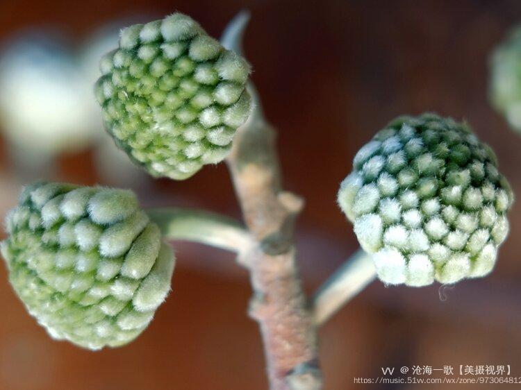 可观赏可入药结香