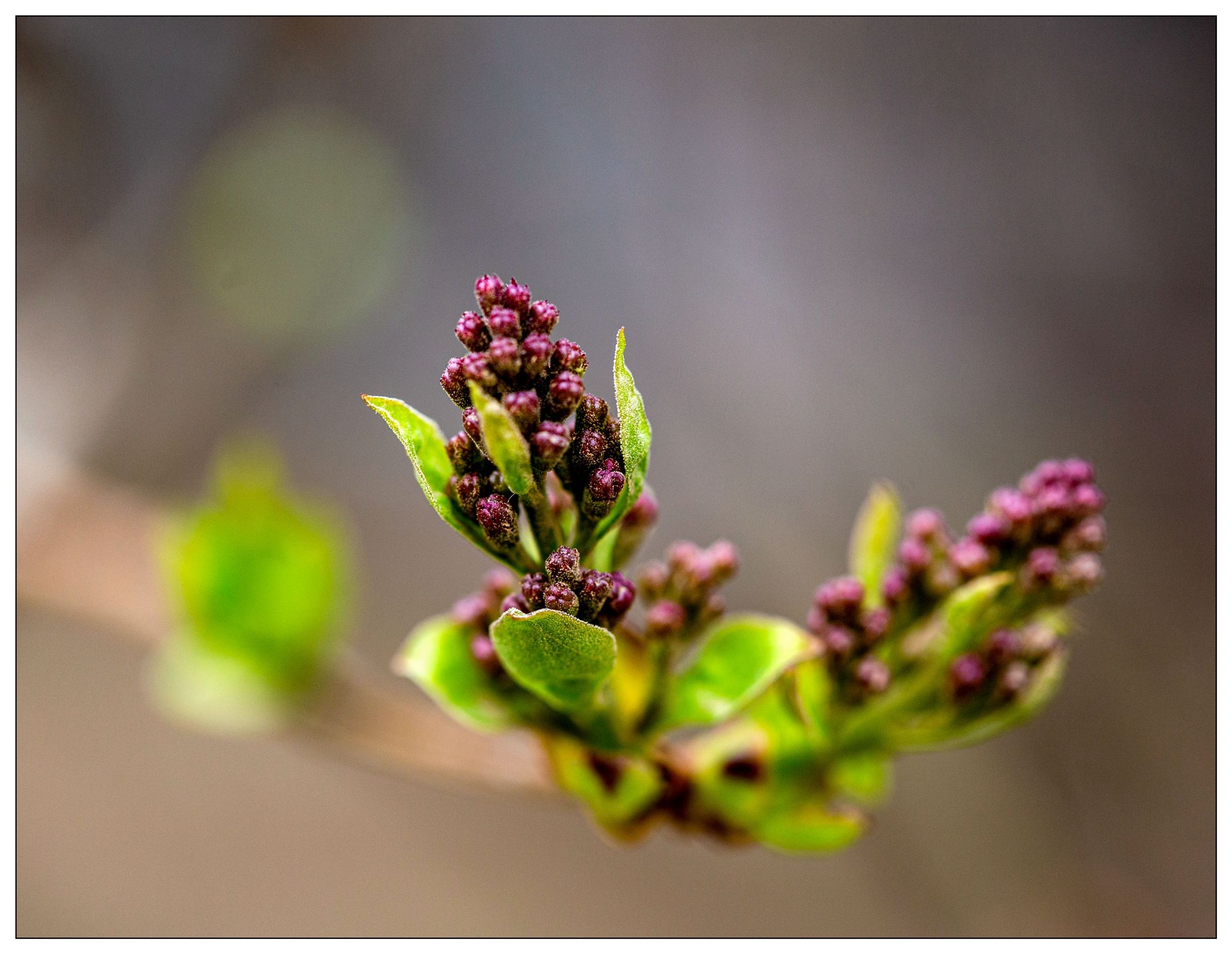 【Ⅴv首发】金银忍冬花蕾簇拥枝头