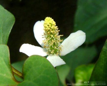 蕺菜魚腥草