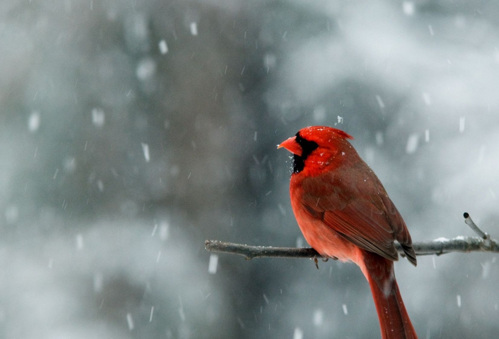 雪世界里的精灵(首发)