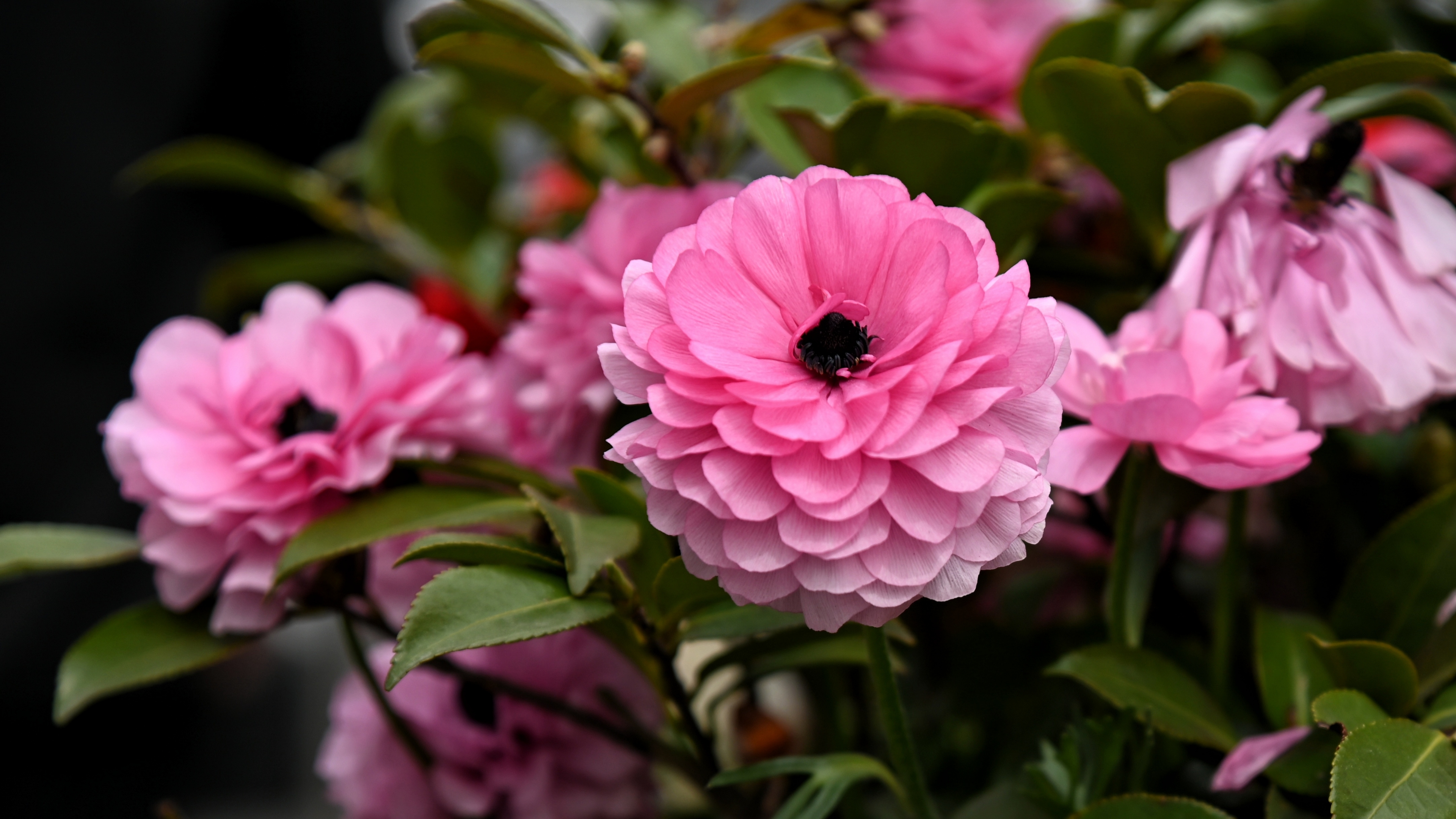 层层叠叠花毛茛