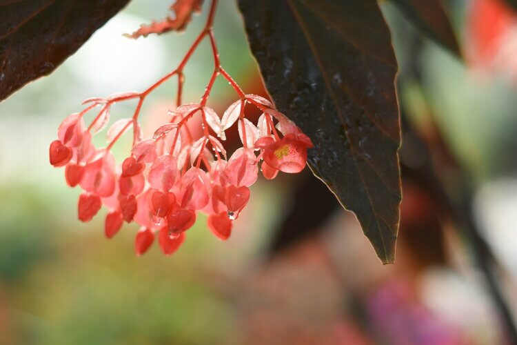 珊瑚秋海棠(首发)
