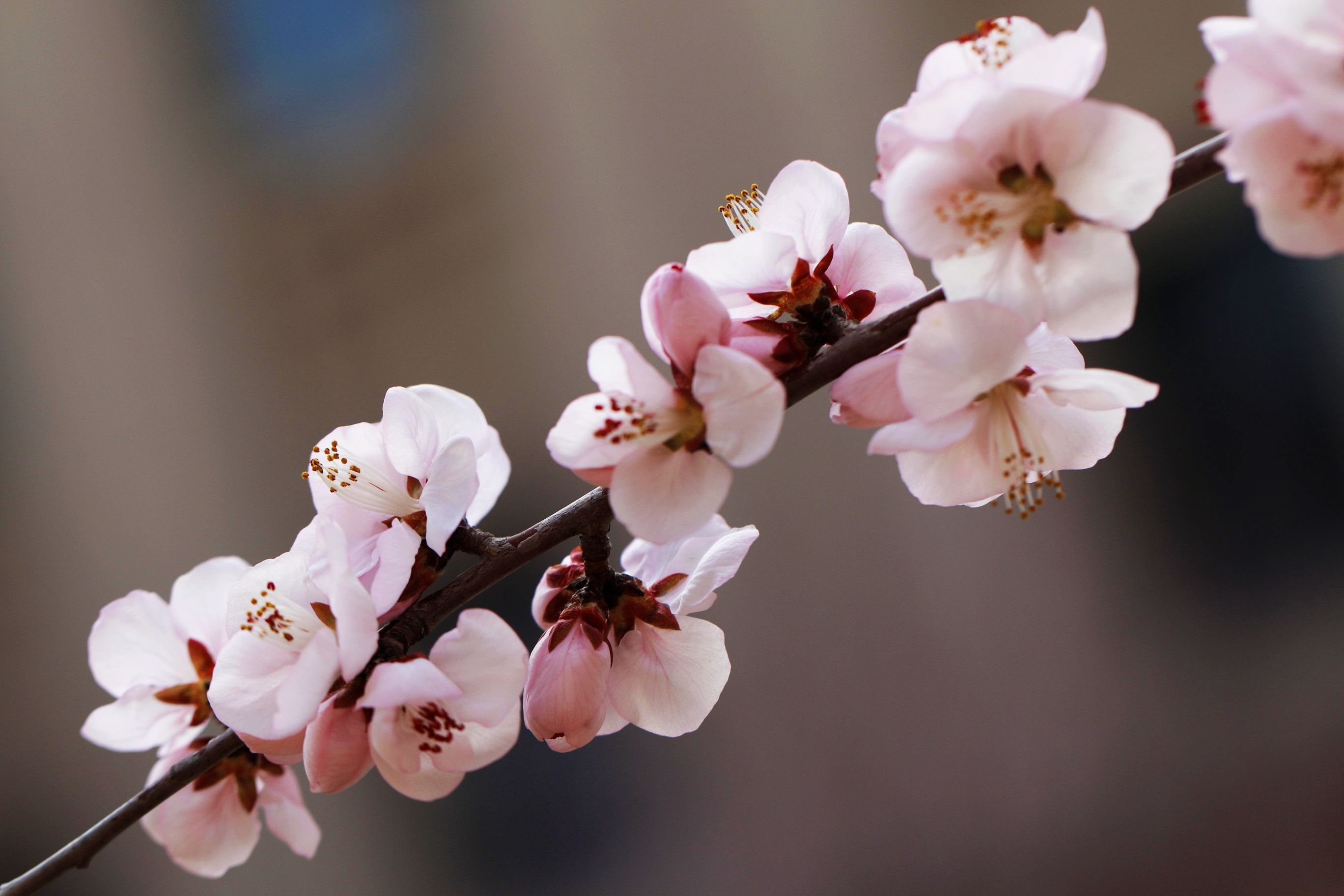 山桃花儿朵朵开