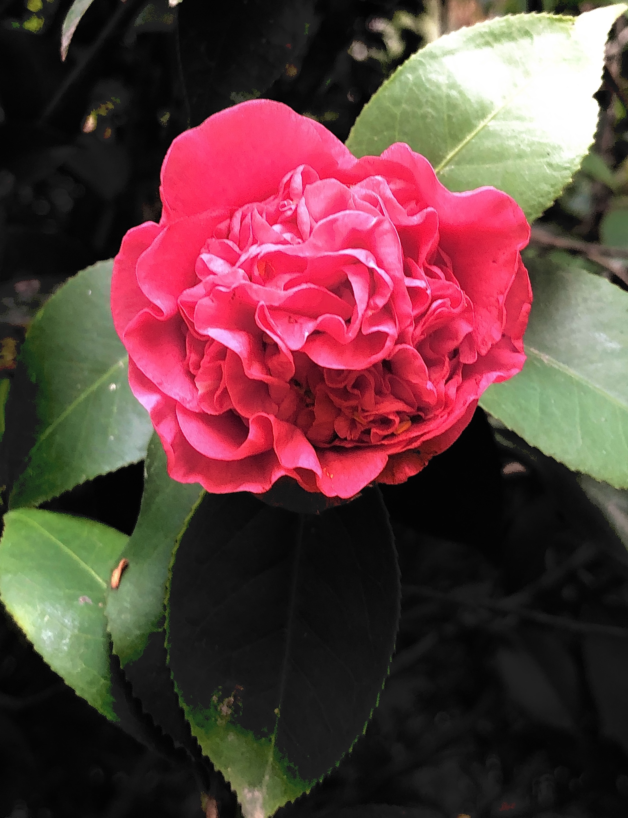 【首发】山茶花儿也很美