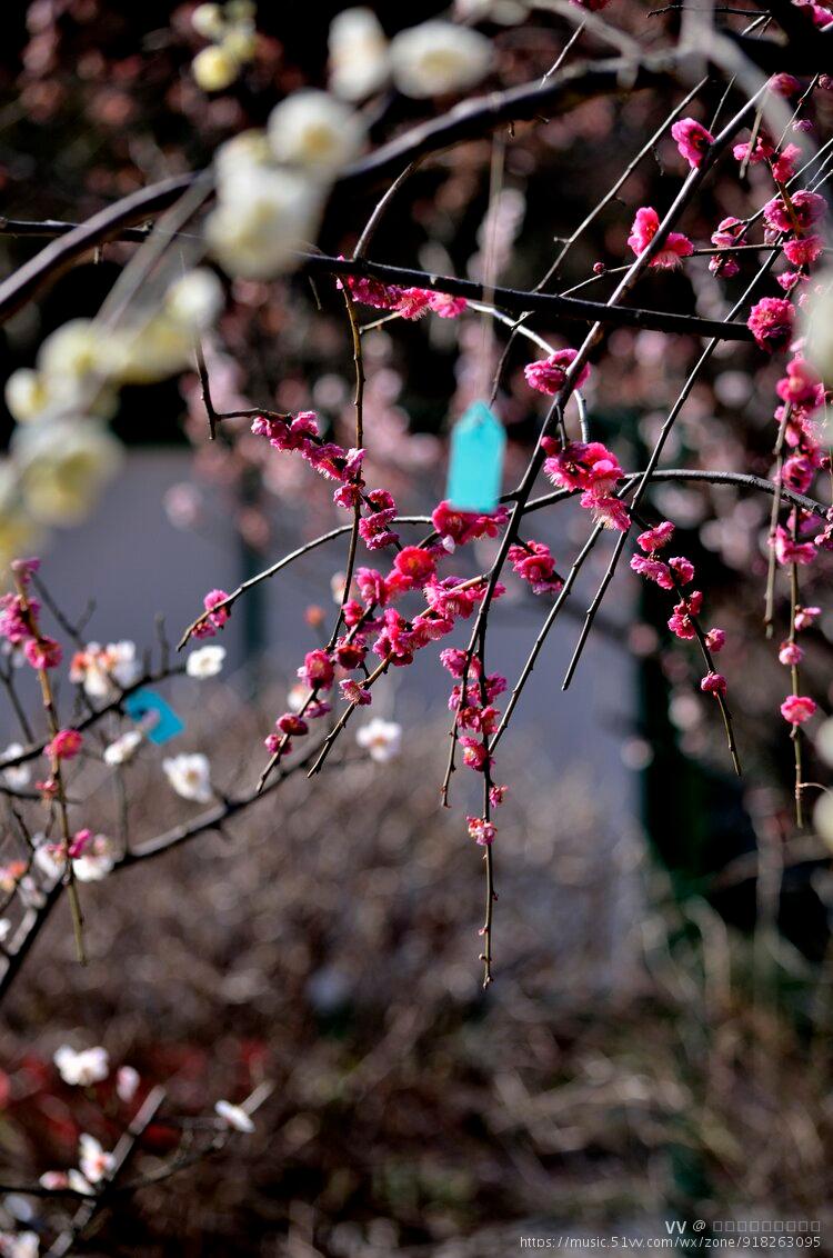 梅花系列一双碧垂丝梅首发