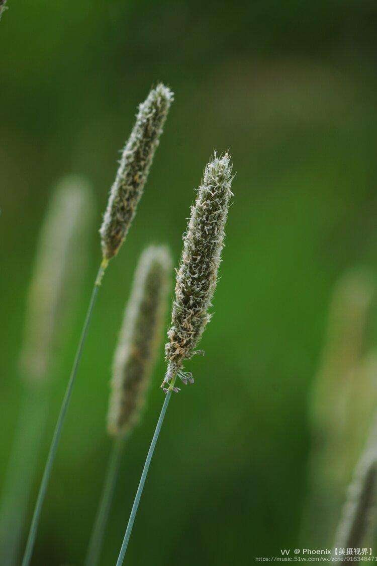 高原上的野生梯牧草首发