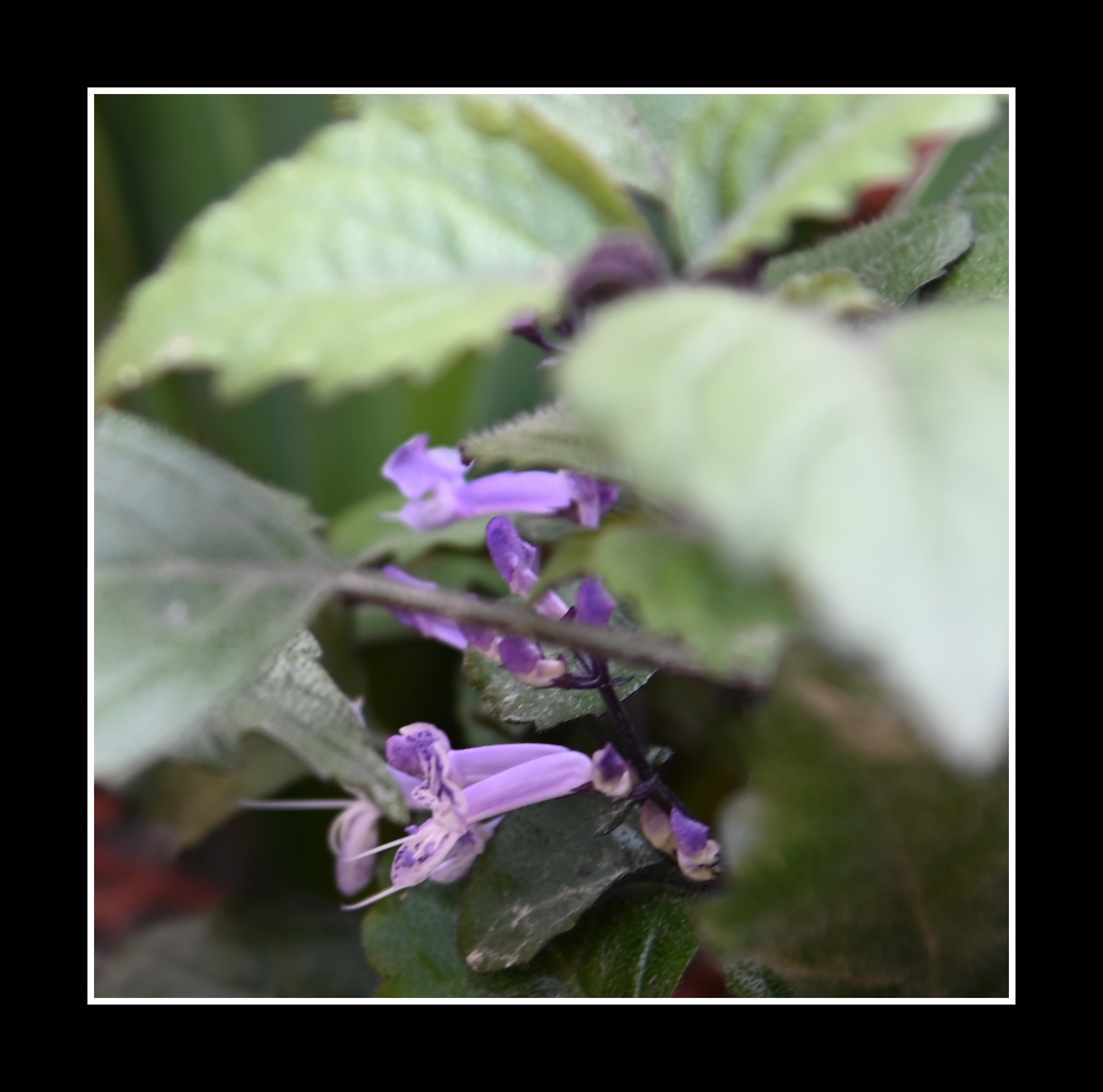 【首发】艾氏香茶菜