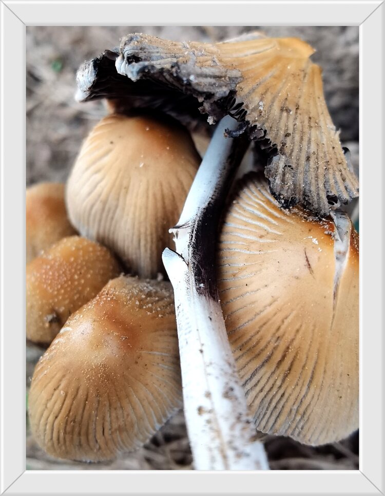 雨后的小菌菇首发