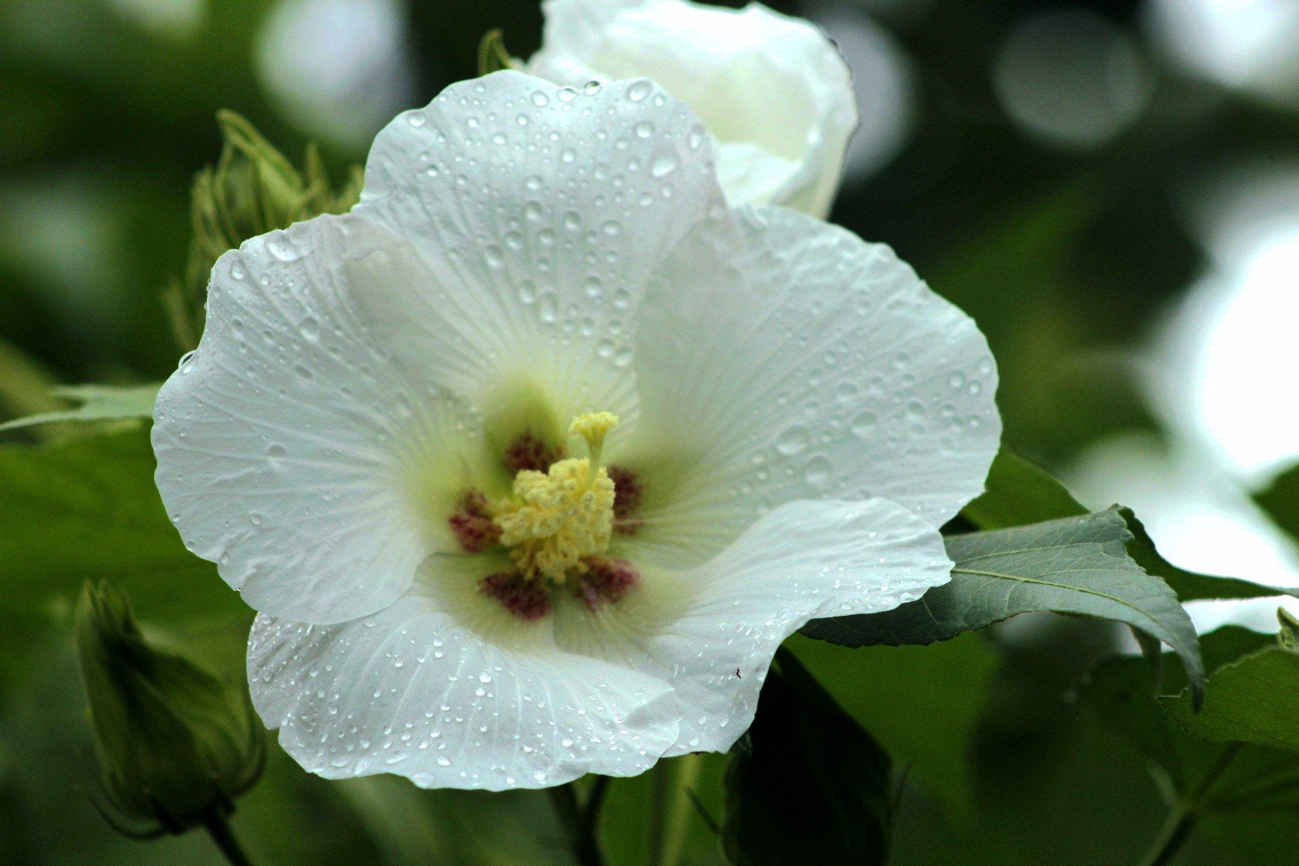 水芙蓉之于夏,木芙蓉之于秋