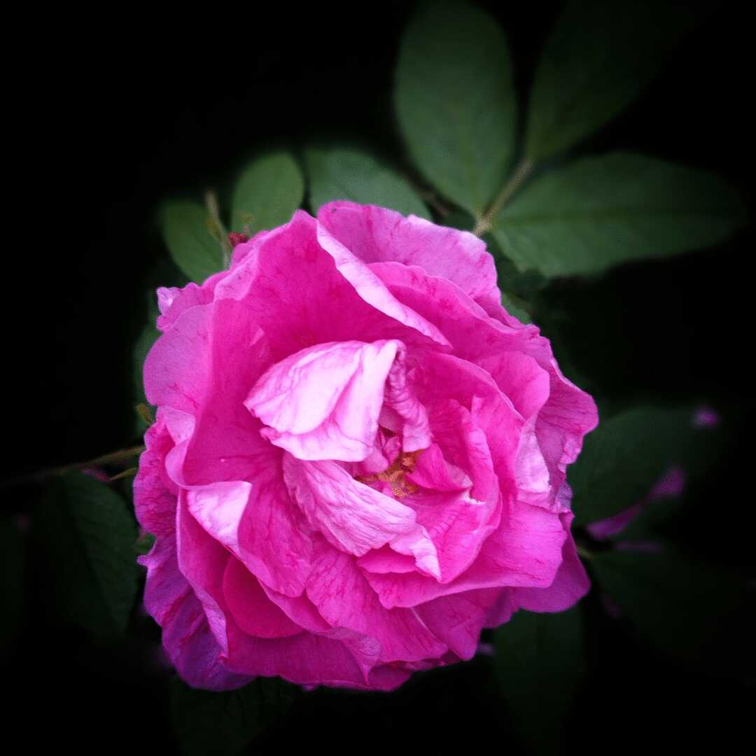 紫花重瓣玫瑰【首发】