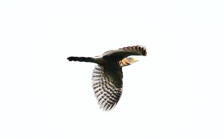 植物公园鸟趣②