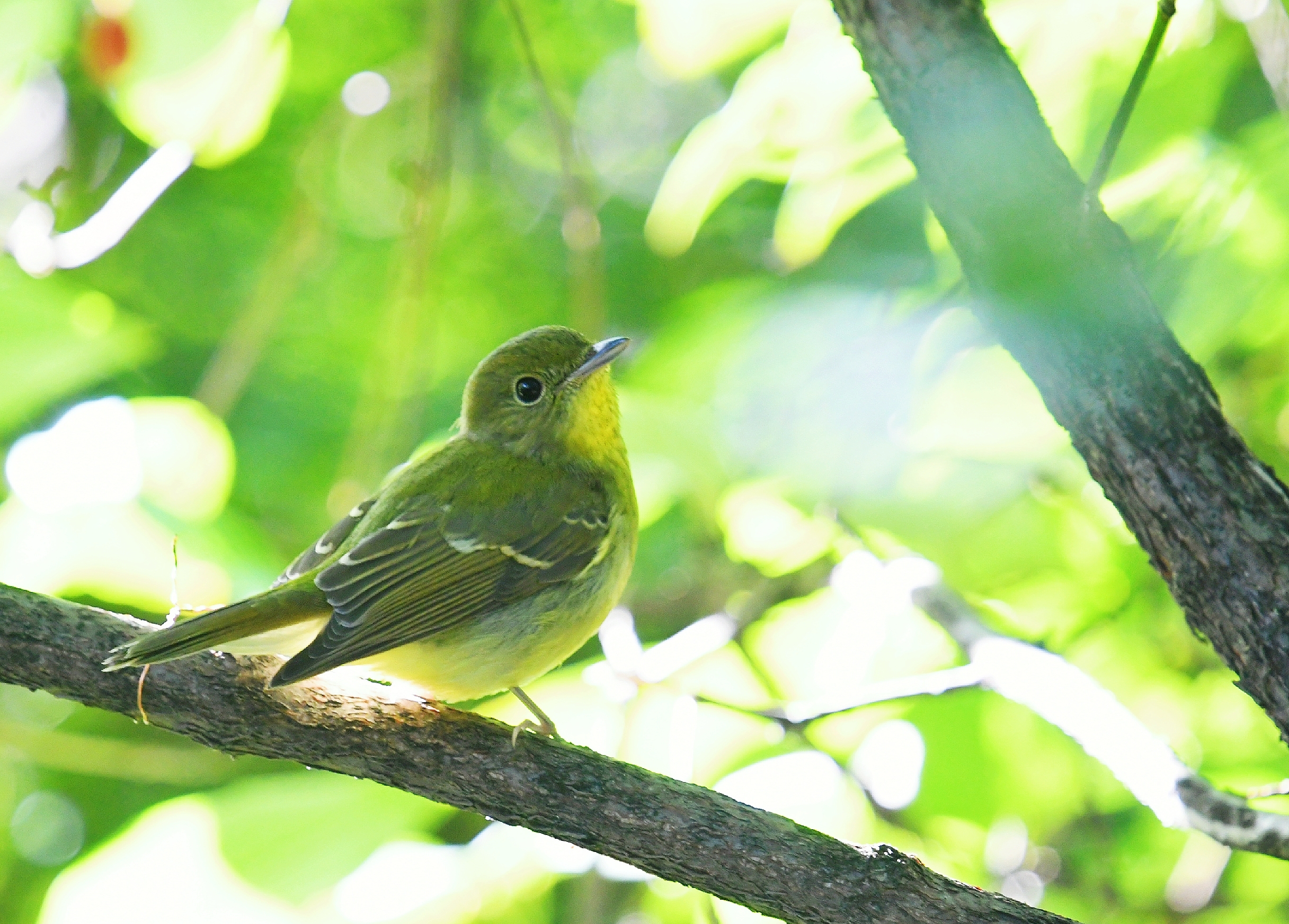 鸟的趣事一绿背(二)