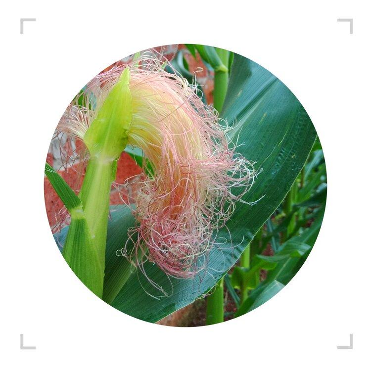 玉米花丝