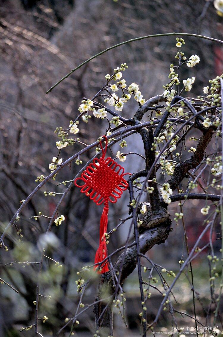 双碧垂枝梅续首发