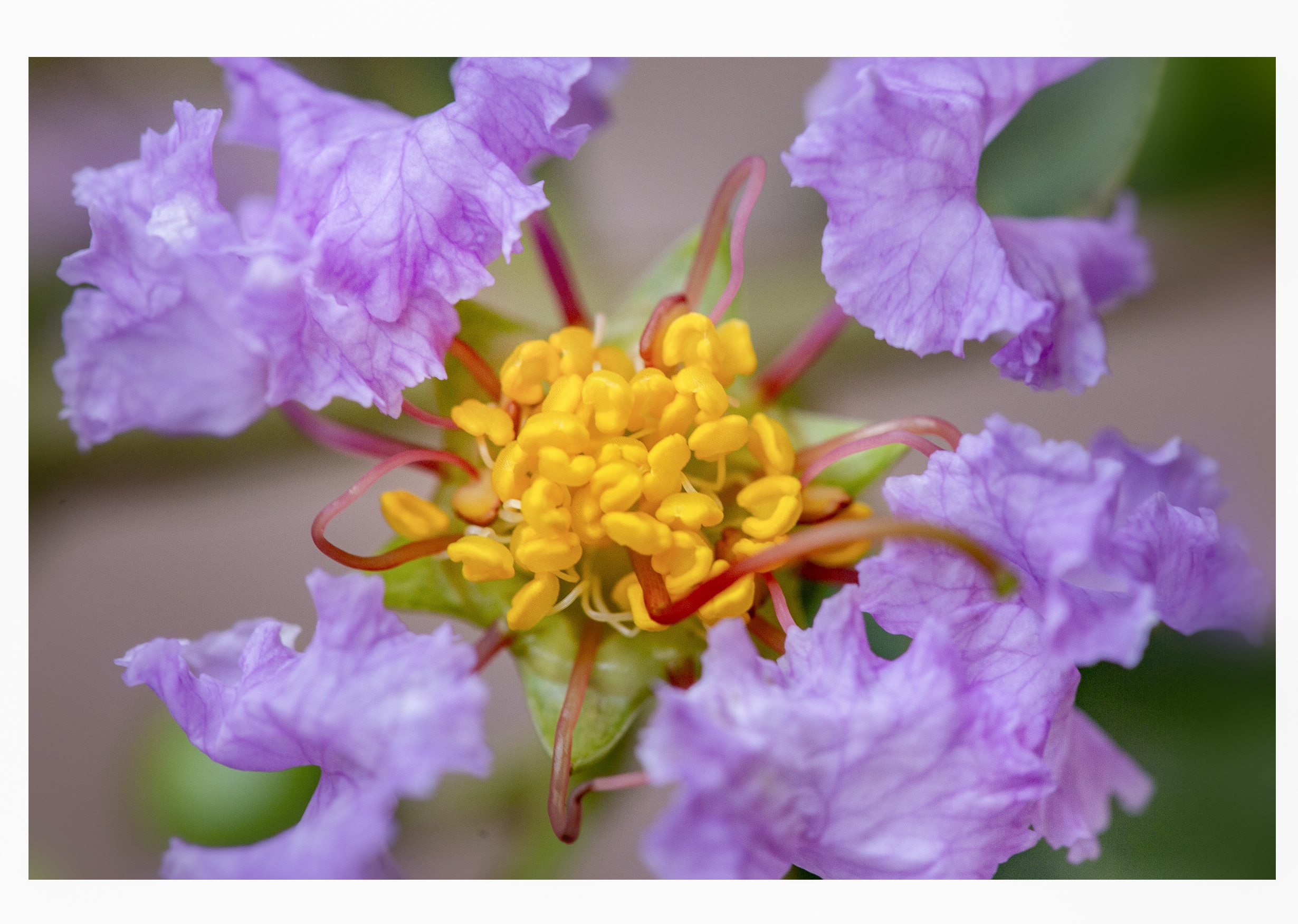 独占芳菲当夏景一一紫薇花(二)