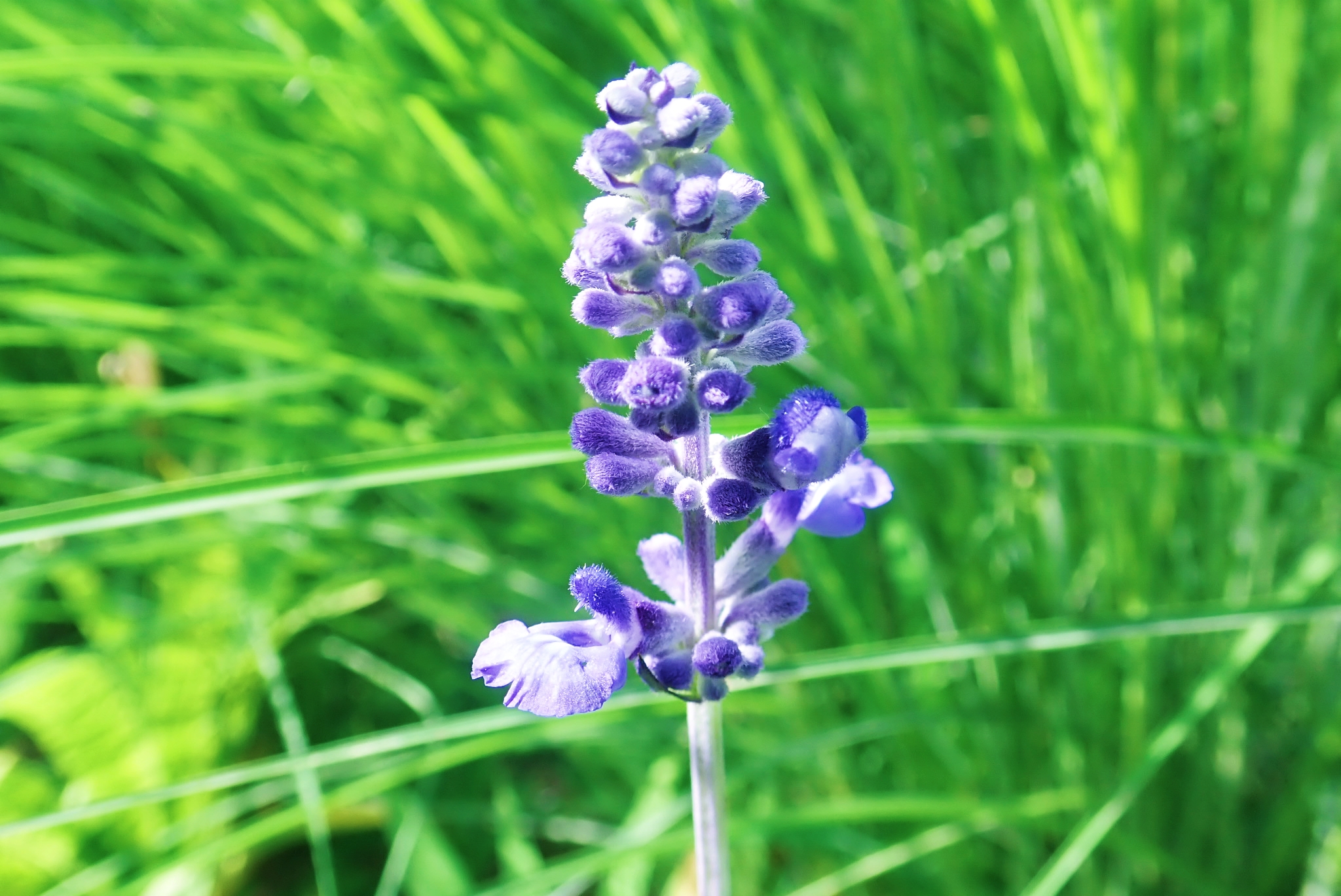 【首发】鼠尾草