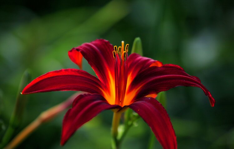 首发红运萱草花2