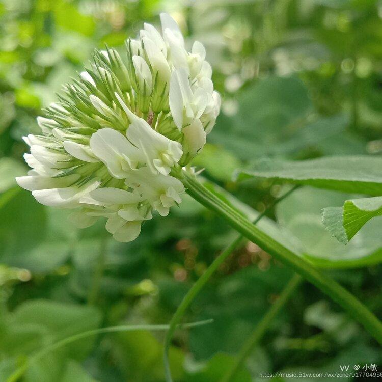 白三葉又叫白車軸草,白花三葉草,白三草,車軸草,荷蘭翹搖等,是豆科