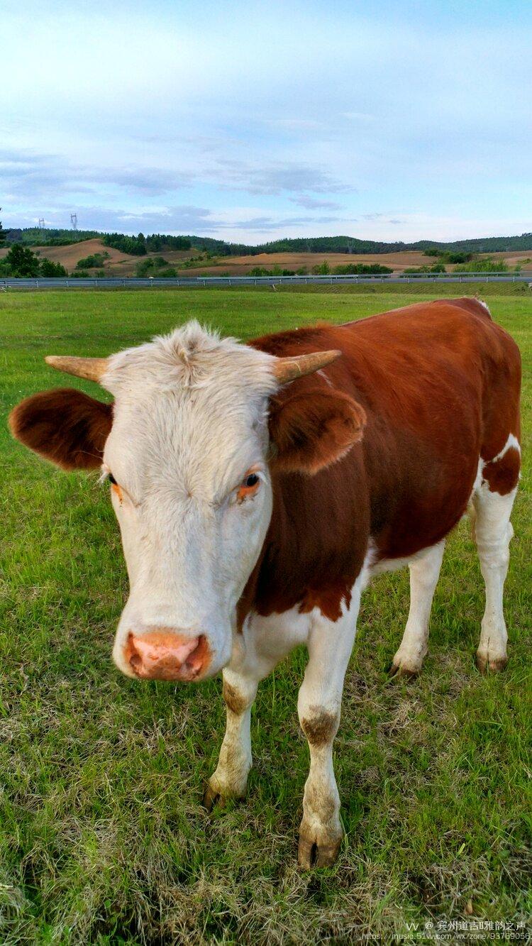 欢乐中国年牛气冲天