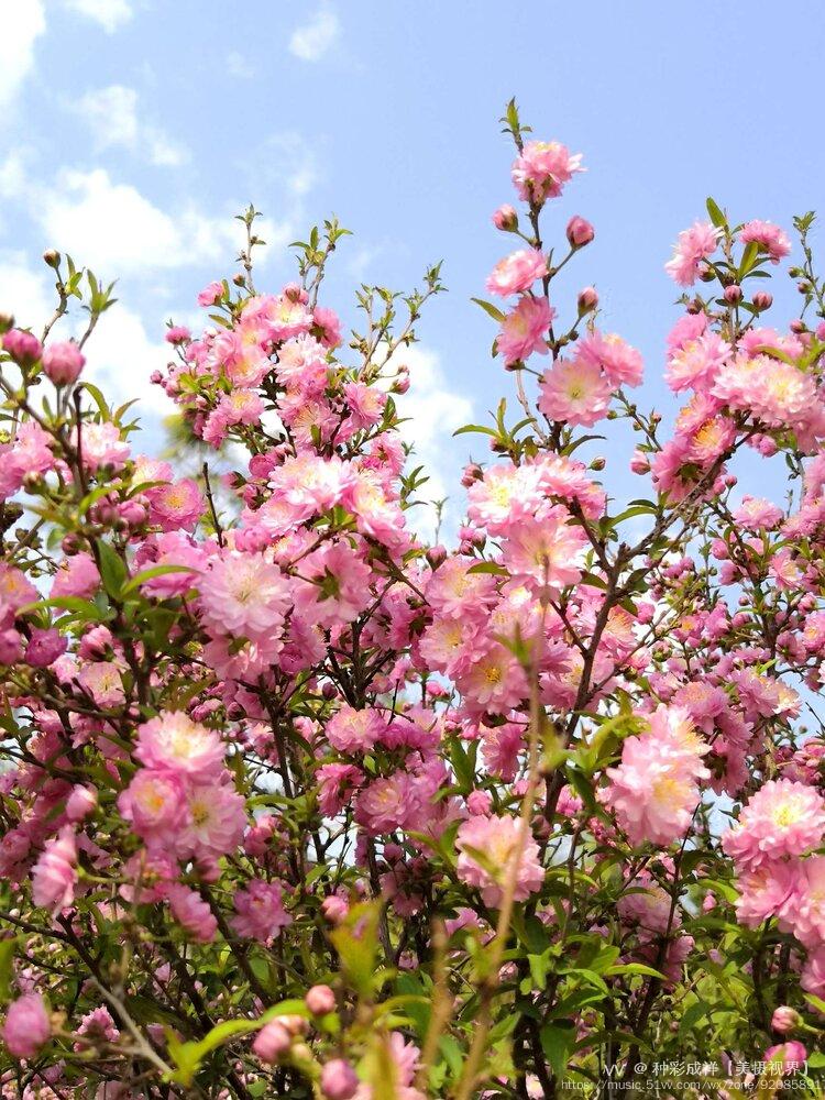 如云如霞郁李花