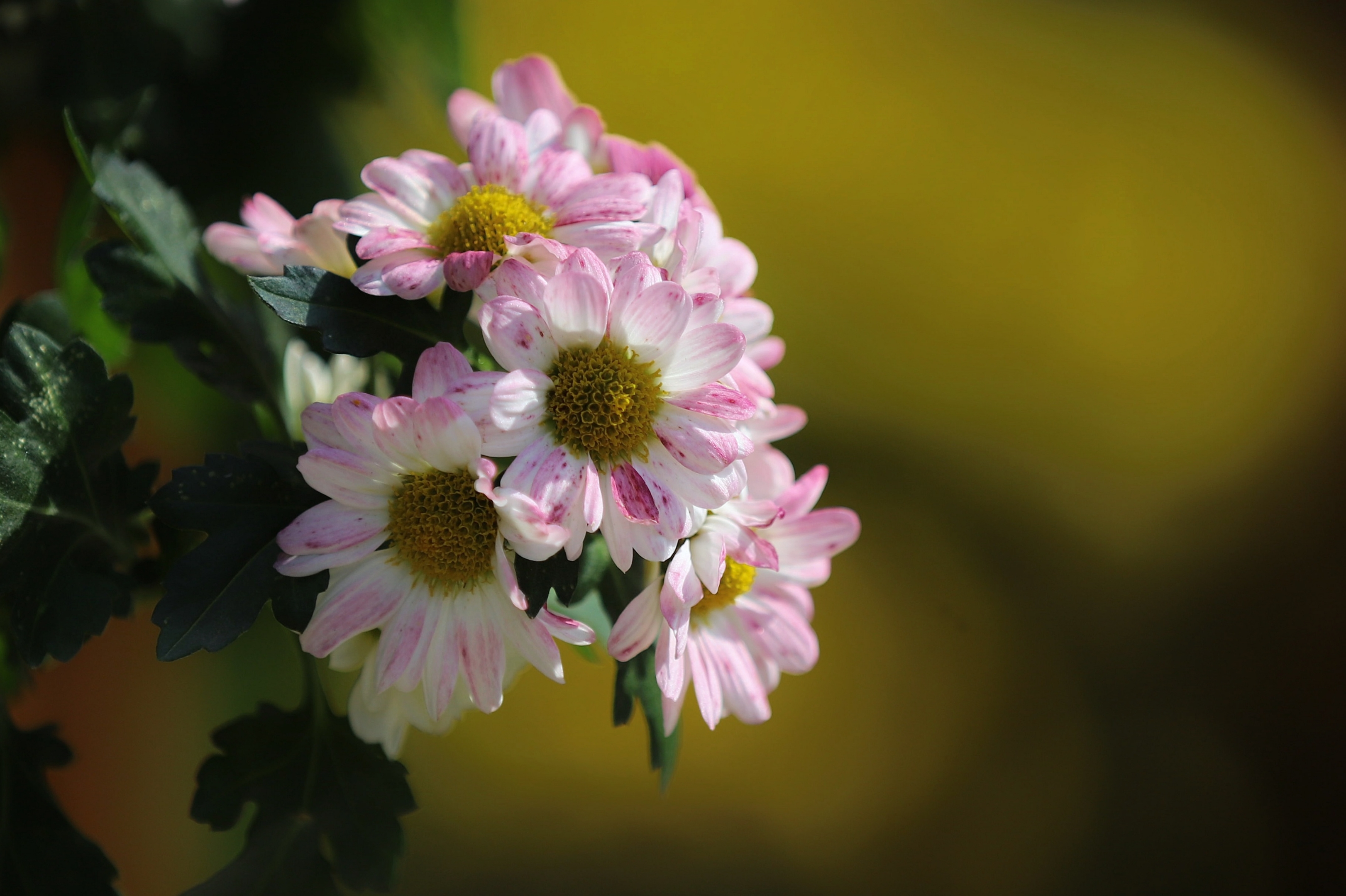 秋风有意染菊花