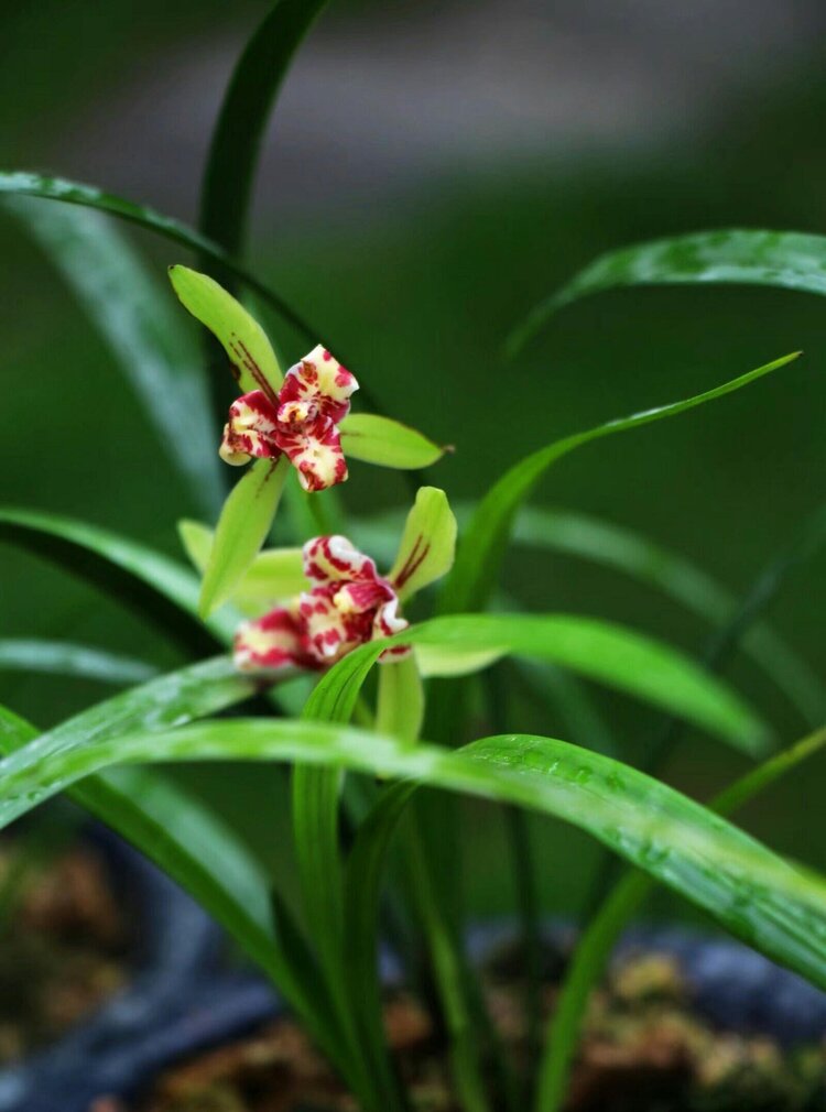 原创首发点绛唇兰花雪梅冬至